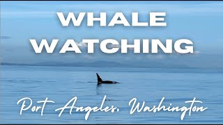 Whale Watching In Port Angeles Washington  Puget Sounds Express [upl. by Erb269]