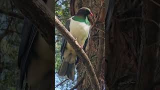 Beautiful New Zealand pigeons birds NZendemic wildlife NewZealandBirds pigeon NZ [upl. by Selima]