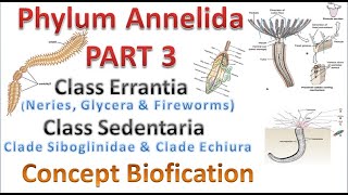 Phylum Annelida part 3 Class Errantia amp Class Sedentaria [upl. by Dragon]