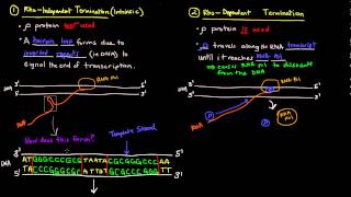 Transcription Part 5 of 6  Termination in Prokaryotes [upl. by Yolanda]