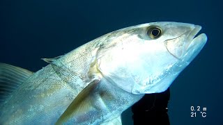 spearfishing amberjack 10kg  אינטיאס בצלילה חופשית [upl. by Isaiah117]