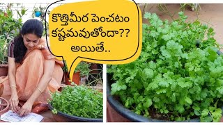 How to grow coriander at home successfullyకొత్తిమీరను సులువుగా పెంచడం ఎలాcorriander tips [upl. by Arutnev573]