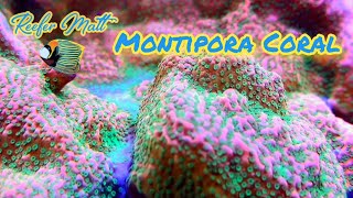 Montipora Coral Care in The SPS Reef Tank [upl. by Liag]