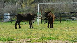 burro Zamorano donkeys in rural landscapes [upl. by Hameerak]