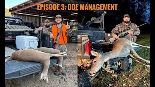 Early season doe Management MISSISSIPPI DEER [upl. by Onaireves]