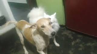 Dog 🐶🐕🐶🐕 love music song sadsong bollywood cute bolllywoodsong dogsong [upl. by Sabanrab633]