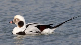 Longtailed duck [upl. by Renaud542]