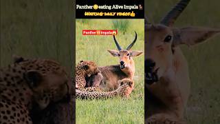 Panther hunting impala  impala eaten alive😳 shorts animals wildlife tiger deadlyfoorest [upl. by Orwin]