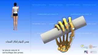 La main Le pouce et lopposition اليد الإبهام و المقابلة [upl. by Lewert]