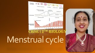 MenstrualCycleFemaleReproductivesystemProliferativephaseLutealPhaseCBSE12thBiology [upl. by Ittap]