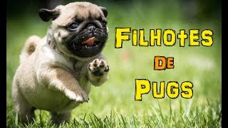 Filhotes de Pug  Cachorro Pug  Pet Caramelo [upl. by Riamo]