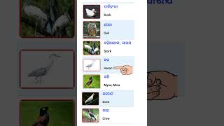 Birds Name Odia to English birdsnames englishvocabulary shorts [upl. by Ecadnak]