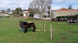 Hélette  le retour de la Foire au Pottok ânes et chevaux [upl. by Kassaraba]