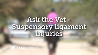 Ask the Vet  Suspensory ligament injuries [upl. by Ennailuj]