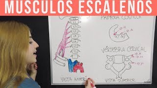 ANATOMÍA MÚSCULOS DEL CUELLO  MNEMOTECNIA Parte 2 ESCALENOS  Mentes Médicas [upl. by Analahs]