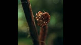 An endemic species of moth Larva from Hawaii Eupithecia  it is an ambush predator that grabs pr [upl. by Evans]