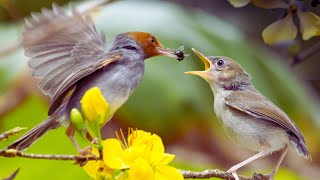 Nature Sounds with Birds HD Soothing Nature Sounds for Relaxing [upl. by Aicargatla]