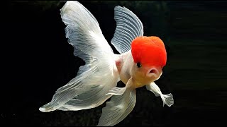 10 Most Beautiful Goldfish Species in the World [upl. by Abbub]