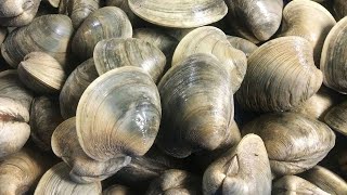 Catch amp Cook Clams  Shelling amp Clamming on Deserted Island in Outer Banks NC  Clam PoBoy Recipe [upl. by Anneyehc]