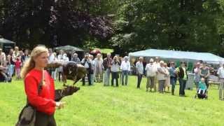 Greifvogel Show im Krayer Volksgarten 2262013 [upl. by Ynottirb]