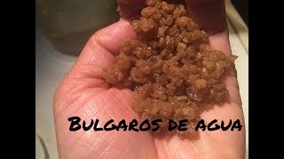 Como preparar búlgaros de agua fácil y sencillo [upl. by Heeley]