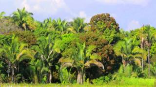 Bioeconomia  Colírio contra glaucoma feito com substância do jaborandi [upl. by Feirahs]