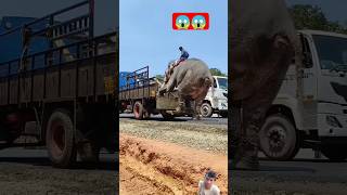 hathi mere sathi😱crazyfunny trending short [upl. by Burnham]