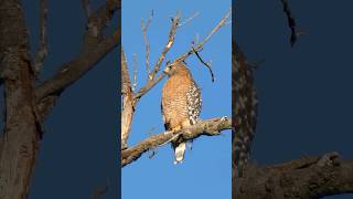 Redshouldered Hawk🐦Predator On Duty redshoulderedhawk [upl. by Brost]