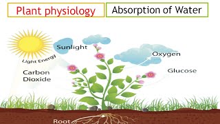 Absorption of water in plants symplast and apoplast pathwayactive and passive absorption [upl. by Wira]