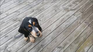 Bluetick coonhound puppy [upl. by Soutor35]