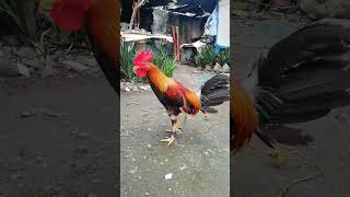 BITAW MANOK [upl. by Yerot]