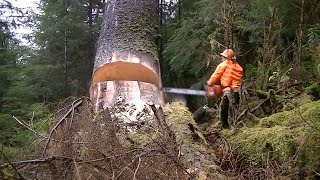 Amazing Tree Felling Compilation 2024  Total Moment Felling Tree With Chainsaw [upl. by Aholah]