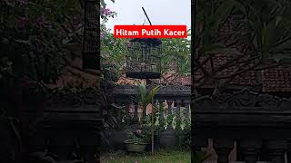 Hitam putih Kacer [upl. by Mencher541]