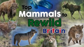 Top Mammals to Rewild Britain 👉 Rewilding Britain 👉 Reintroductions [upl. by Hollingsworth]