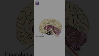 Partes Básicas del Cerebro Explicadas en Menos de 1 Minuto 🧠 [upl. by Kristofer]