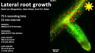 Lateral root growth [upl. by Gittel]