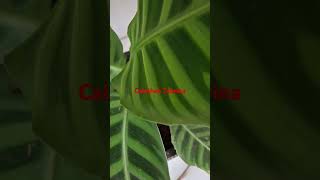 Plant Variety Calathea variety gardenplants shorts [upl. by Madelene620]