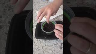 How to plant clivia from seeds plants clivia [upl. by Notlrak961]