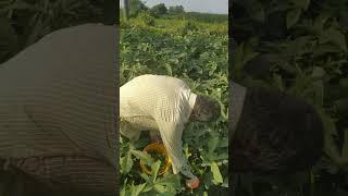 Vendakai odithal vivasaayi vivasayee dailyvideoblog villagelife vivasaye food vivasaya [upl. by Yren]