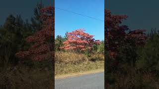 Dogwood tree in Fall 🔥 [upl. by Aknaib]