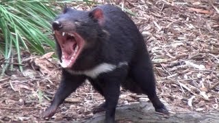 The wild Tasmanian Devil [upl. by Demetris]