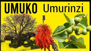 UMUKO UMURINZI UMUTI WAGATANGAZA [upl. by Faust976]