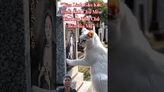 Xót Xa Cảnh Mèo Đứng Bên Mộ Chủ Sợi Dây Tâm Linh Gắn Kết Vô Hìnhi cat [upl. by Vokay173]