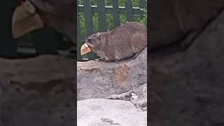 A CUTE DASSIE ROCK HYRAX HERMANUS SOUTH AFRICA whalewatching caverestaurant [upl. by Ical]