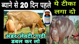 गाय भैंस के बयान से 20 दिन पहले पे टीका लगा दो Udder अडरलेबटीगादीदूध डबल करे Vet Udder growth [upl. by Carlin149]