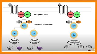 Signal Transduction Pathways GProtein Receptor Tyrosine Kinase cGMP [upl. by Link]