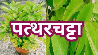 पत्थरचट्टा का पौधाBryophyllum pinnatumHow to grow and care [upl. by Sapowith]