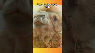 Camels Can Survive Without Water For TWO WEEKS🐪🐫🐪🐫🏜️animals animalfacts shorts [upl. by Jenkins200]