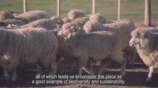 Shearing time at the malabrigo Sheepfold [upl. by Hakan]