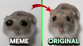 Sad Hamster MEME VS ORIGINAL [upl. by Tressa]